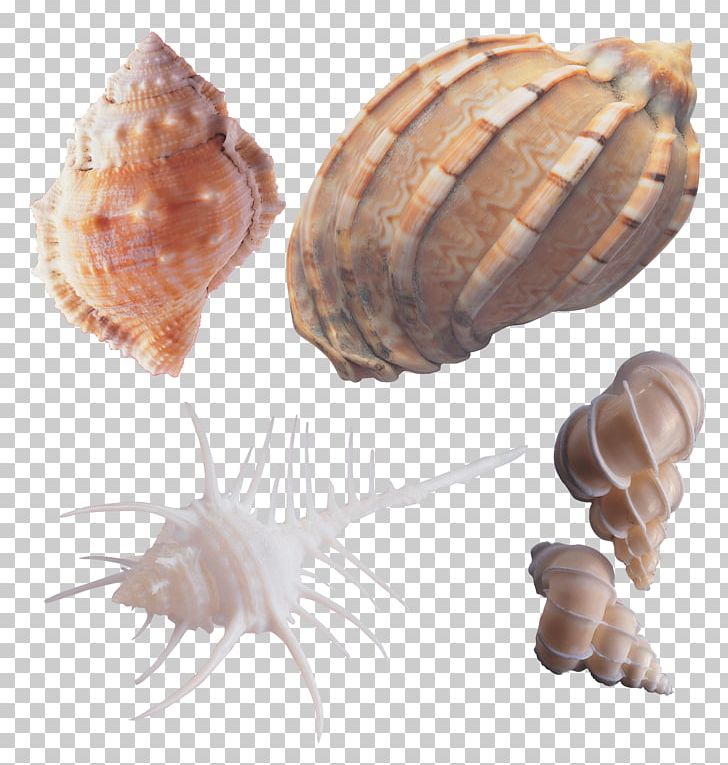 Computer Software Software Development PNG, Clipart, Adobe Premiere Pro, Cockle, Computer Program, Computer Software, Conchology Free PNG Download
