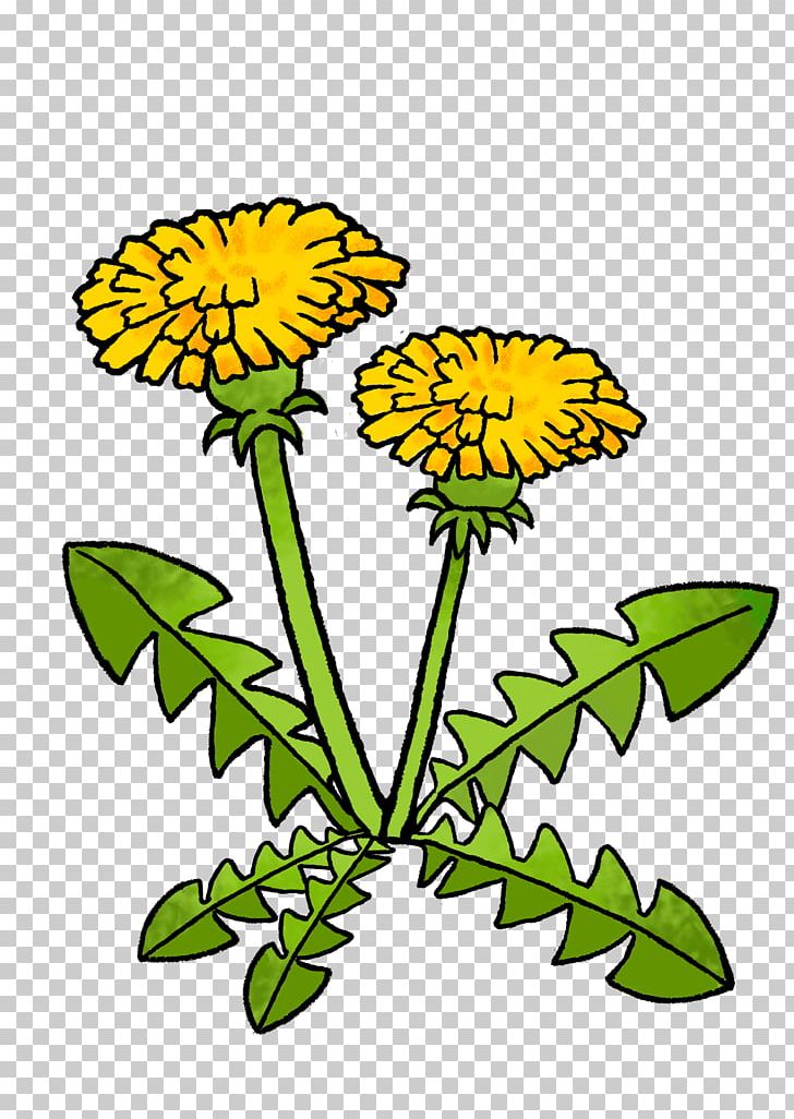 Dandelion Floral Design Chrysanthemum Cut Flowers PNG, Clipart, Artwork, Chrysanthemum, Chrysanths, Cut Flowers, Daisy Free PNG Download
