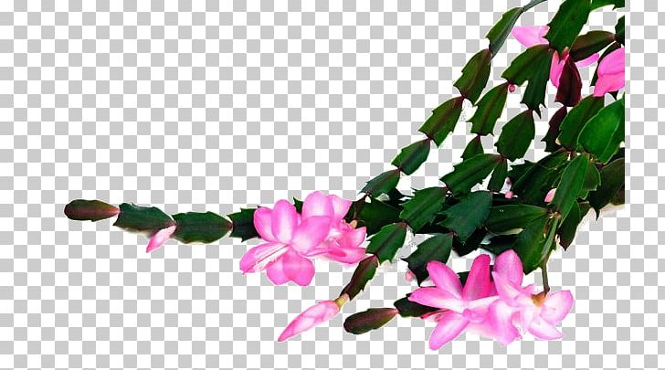 Embryophyta Cut Flowers Houseplant Schlumbergera Truncata PNG, Clipart, Branch, Cactaceae, Cut Flowers, Embryophyta, Floral Design Free PNG Download