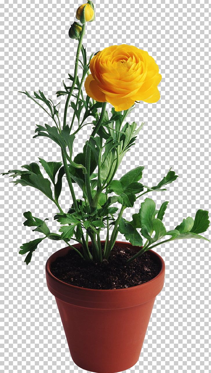 Flower Vase Rose Yellow PNG, Clipart, Cut Flowers, Designer, Flower, Flowering Plant, Flowerpot Free PNG Download
