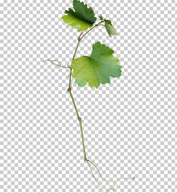 Grape Leaves Leaf Grapevines PNG, Clipart, Autumn Leaves, Banana Leaves, Branch, Cartoon, Fall Leaves Free PNG Download