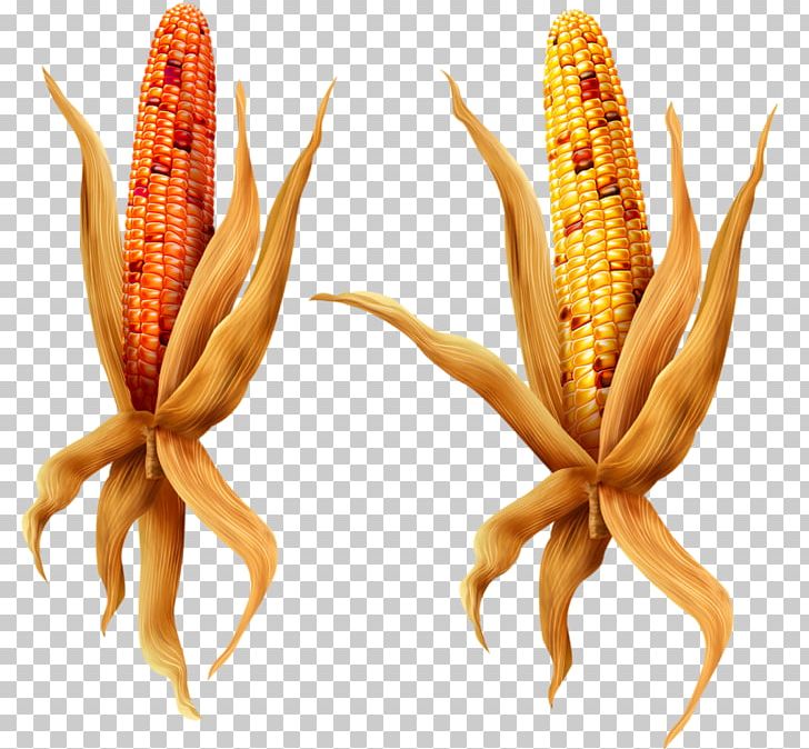 Maize Animation Broom-corn PNG, Clipart, Animation, Broomcorn, Cartoon, Color, Commodity Free PNG Download
