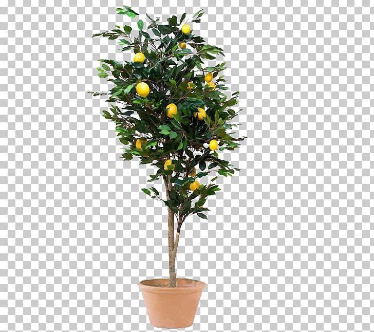 Meyer Lemon Weeping Fig Tree Houseplant PNG, Clipart, Artificial Flower, Bonsai, Branch, Calamondin, Citrus Free PNG Download
