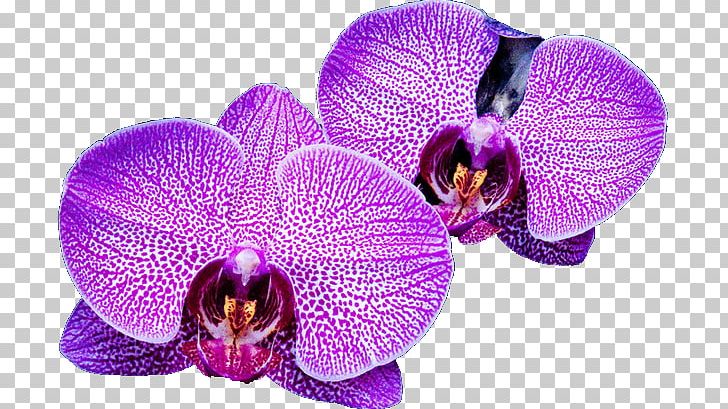 Moth Orchids Violet Family PNG, Clipart, Family, Flower, Flowering Plant, Lilac, Magenta Free PNG Download
