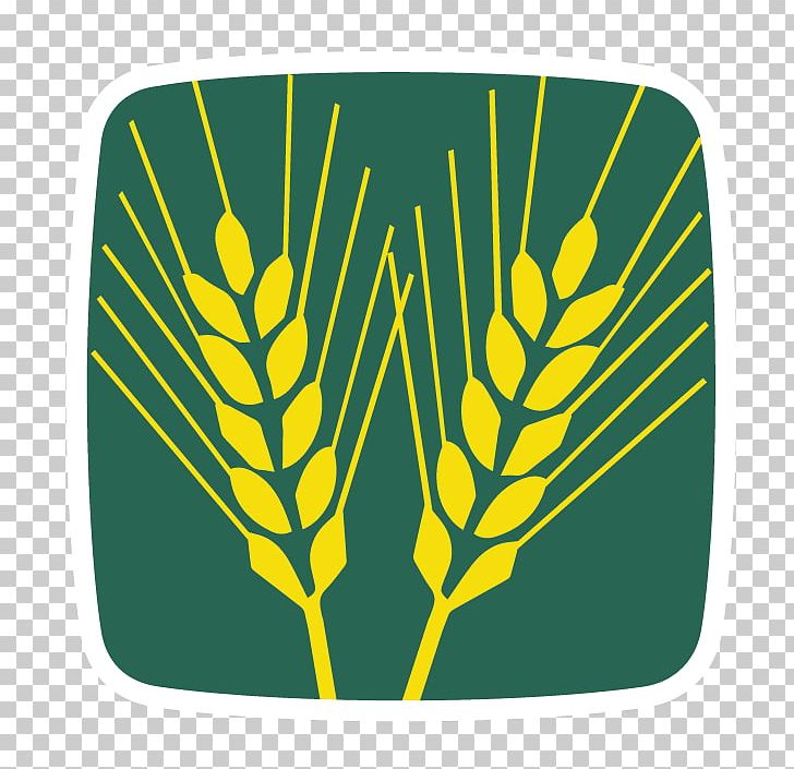 Grainothèque Wheat Benih Agriculture Seed PNG, Clipart, Africa, Agriculture, Benih, Boutique, Commodity Free PNG Download
