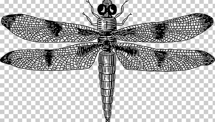 Insect Wing Dragonfly PNG, Clipart, Arthropod, Black And White, Dragonflies And Damseflies, Dragonfly, Drawing Free PNG Download