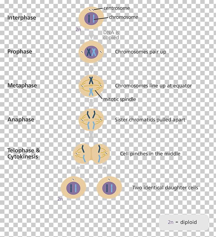 Mitosis And Meiosis Cell Division PNG, Clipart, Anaphase, Body Jewelry, Cell, Cell Cycle, Cell Division Free PNG Download