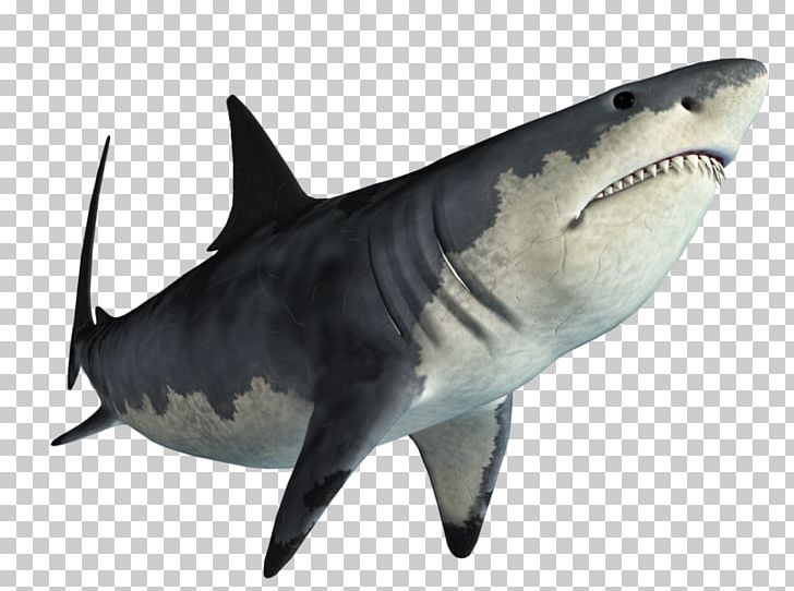 Tiger Shark Great White Shark Portable Network Graphics PNG, Clipart, Animals, Carcharhiniformes, Cartilaginous Fish, Download, Editing Free PNG Download