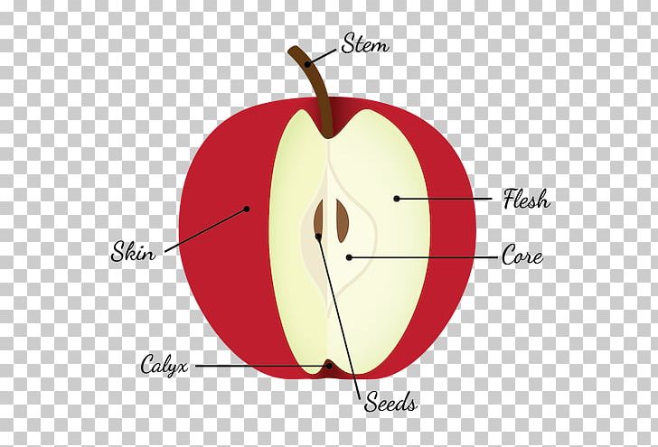Apple Pie Diagram Fruit Anatomy Seed PNG, Clipart, Angle, Apple, Apple Photos, Apple Pie, Apples And Oranges Free PNG Download