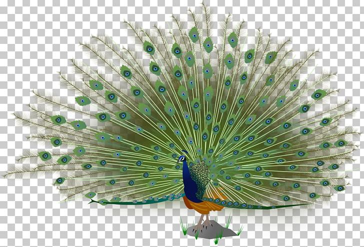 Asiatic Peafowl Bird Epta Piges PNG, Clipart, Animals, Asiatic, Asiatic ...