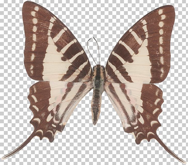 Butterfly Green Swordtail Graphium Agamemnon Graphium Antiphates Graphium Sarpedon PNG, Clipart, Arthropod, Beautiful, Brown, Brush Footed Butterfly, Butterflies Free PNG Download
