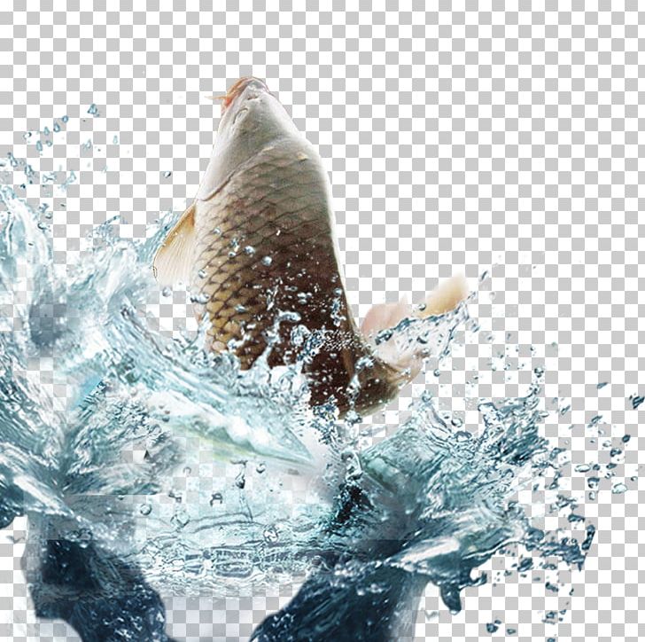 Fish Water Euclidean PNG, Clipart, Adobe Illustrator, Boys Swimming, Carp, Dolphin, Download Free PNG Download