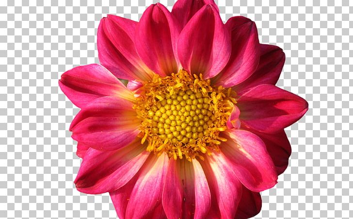 Dahlia Stock.xchng Corso SHIATSU Photograph PNG, Clipart, Annual Plant, Chrysanthemum, Chrysanths, Cut Flowers, Dahlia Free PNG Download