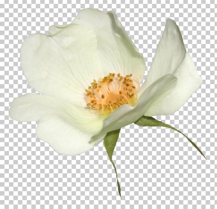 Flower Internet Dog-rose PNG, Clipart, Apple, Blog, Computer, Computer Network, Cut Flowers Free PNG Download