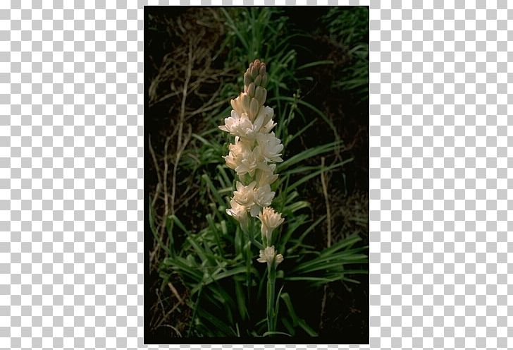 Orobanche PNG, Clipart, Broomrape, Flora, Flower, Grass, Miscellaneous Free PNG Download