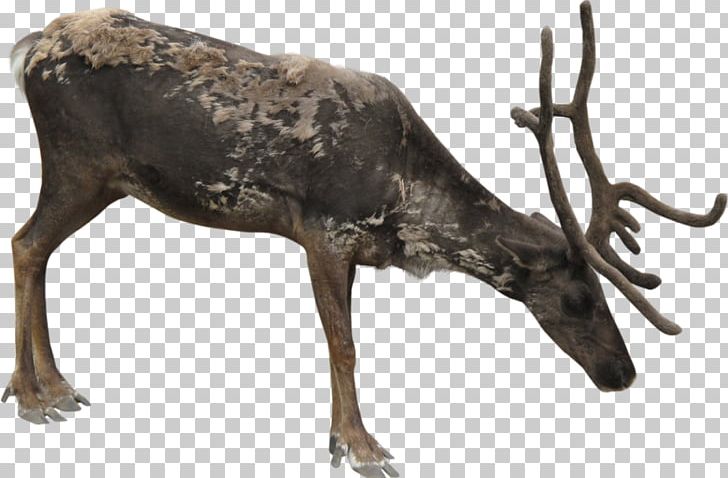 Reindeer Elk Portable Network Graphics PNG, Clipart, Animal, Antler, Bronze, Bronze Sculpture, Cartoon Free PNG Download