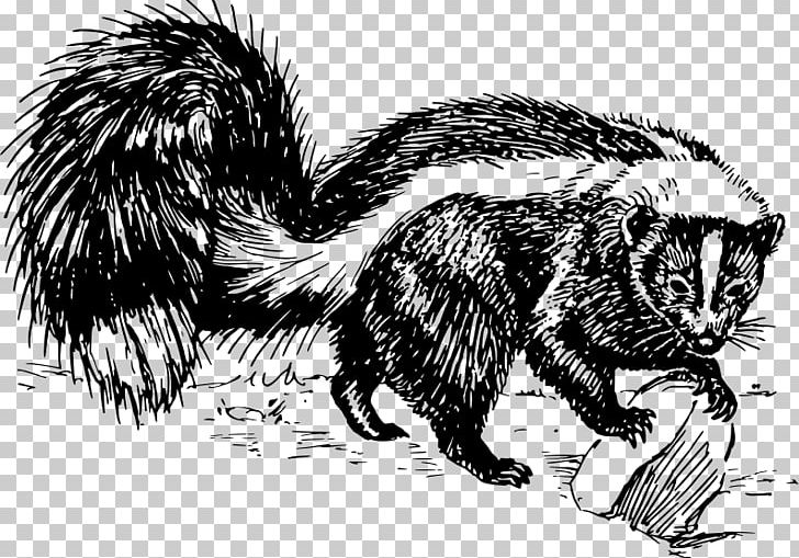 Striped Skunk Spotted Skunk Drawing Black And White PNG, Clipart, Animals, Black And White, Carnivoran, Drawing, Fauna Free PNG Download