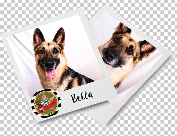 Brevard County Sheriff's Office Dog Breed German Shepherd Puppy Letter PNG, Clipart, Animals, Brevard County, Carnivoran, Comfort, Copyright Free PNG Download