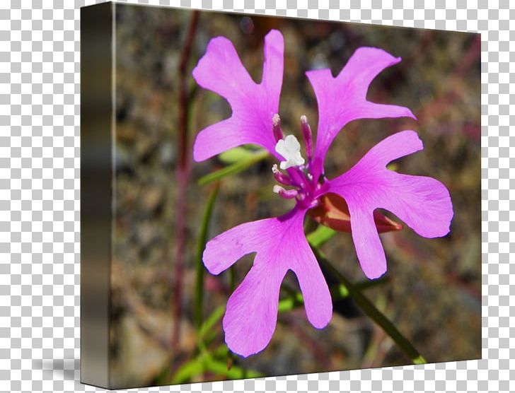Clarkia Pulchella Wildflower Plant Petal Lychnis Flos-cuculi PNG, Clipart, Cattleya, Clarkia, Color, Family, Family Film Free PNG Download