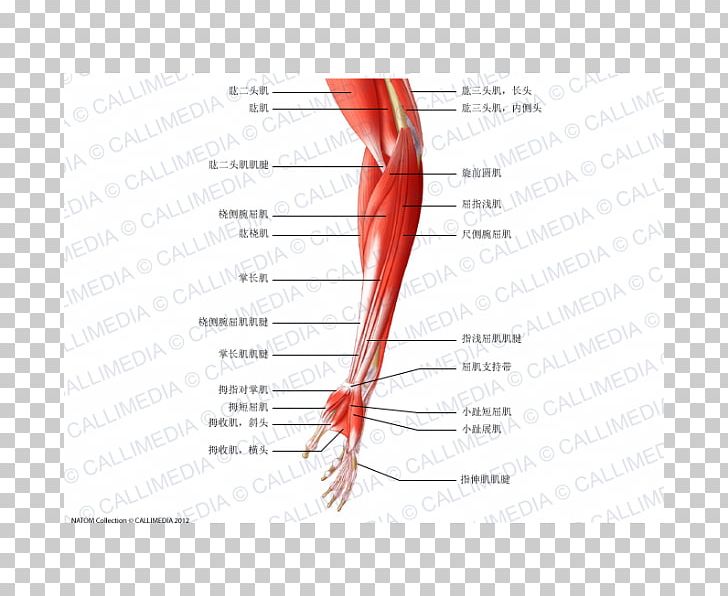 Finger Extensor Digitorum Muscle Elbow Forearm PNG, Clipart,  Free PNG Download