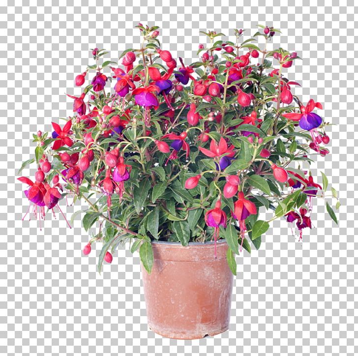 Flower Delivery Fuchsia Stock Photography Floristry PNG, Clipart, Annual Plant, Arena Flowers, Bougainvillea, Cut Flowers, Evening Primrose Family Free PNG Download