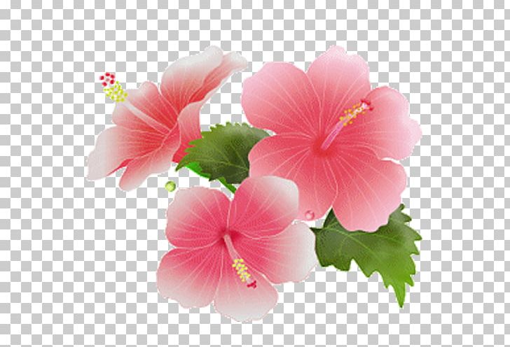 Shoeblackplant Common Hibiscus Roselle Swamp Rose Mallow Petal PNG, Clipart, Annual Plant, China Rose, Chinese Hibiscus, Common Hibiscus, Flower Free PNG Download