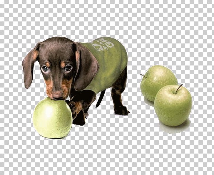 Sphynx Cat Dachshund Puppy Dog Breed Manzana Verde PNG, Clipart, Animal, Animals, Animals Pets, Apple, Apple Fruit Free PNG Download