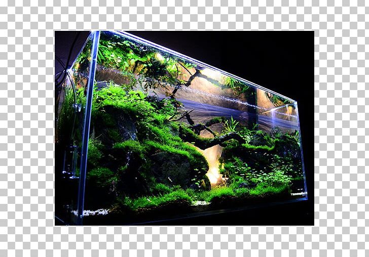 Aquascaping Reef Aquarium Aquatic Plants Png Clipart 1080p Apk Aquarium Aquascape Aquascaping Free Png Download