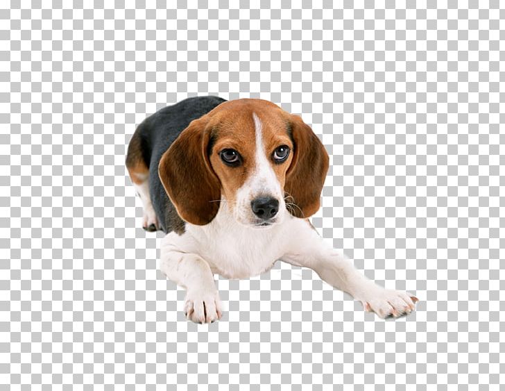 Beagle Basset Hound Puppy Cat Dog Breed PNG, Clipart, Animals, Carnivoran, Companion Dog, Dog Collar, Dog Like Mammal Free PNG Download