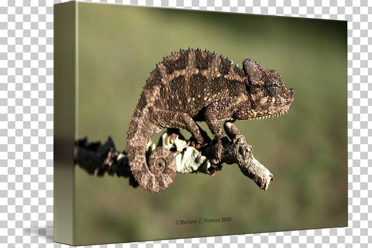 Chameleons Gecko African Chameleon Terrestrial Animal PNG, Clipart, African Chameleon, Animal, Chameleon, Chameleons, Fauna Free PNG Download