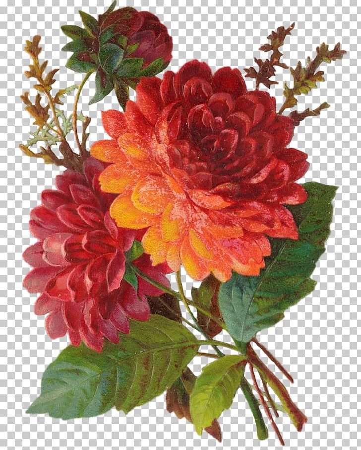 Dahlia Chrysanthemum Floral Design Cut Flowers PNG, Clipart, Annual Plant, Centifolia Roses, Chrysanths, Dahlia, Daisy Family Free PNG Download