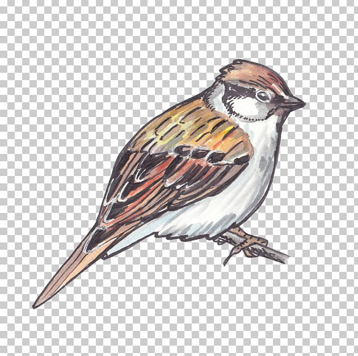 House Sparrow Bird American Sparrows Finch PNG, Clipart, American Sparrow, American Sparrows, American Tree Sparrow, Animals, Beak Free PNG Download