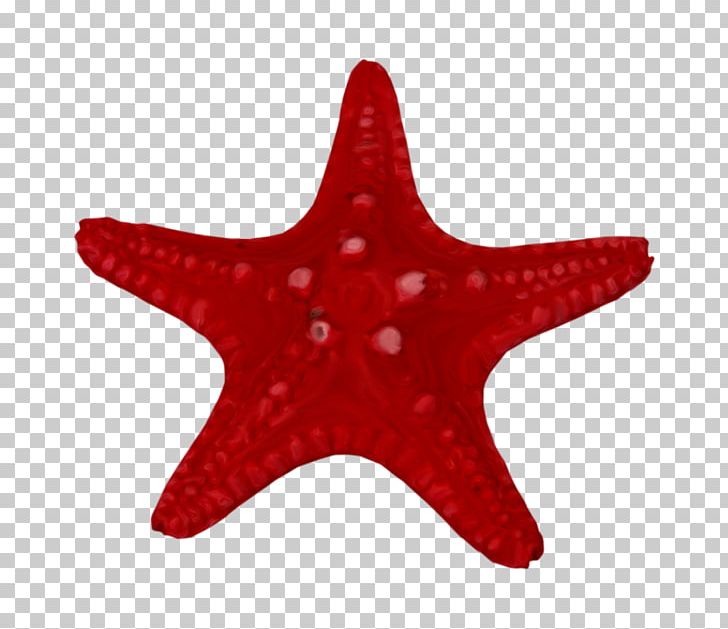 Stars Marine Invertebrates Christmas Star PNG, Clipart, Christmas Star, Digital Container Format, Display Resolution, Download, Echinoderm Free PNG Download