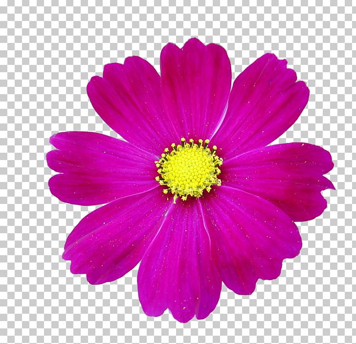 Animation Flower Photography PNG, Clipart, Albom, Animation, Annual Plant, Aster, Avril Free PNG Download