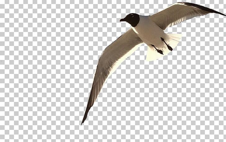 Beak Goose Cygnini Water Bird Duck PNG, Clipart, Beak, Bird, Cygnini, Duck, Ducks Free PNG Download
