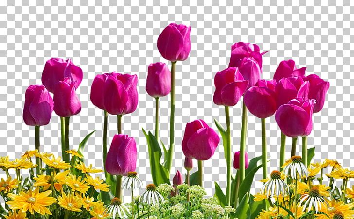 Tulip Flower PNG, Clipart, Birth Flower, Clip Art, Cut Flowers, Download, Floristry Free PNG Download