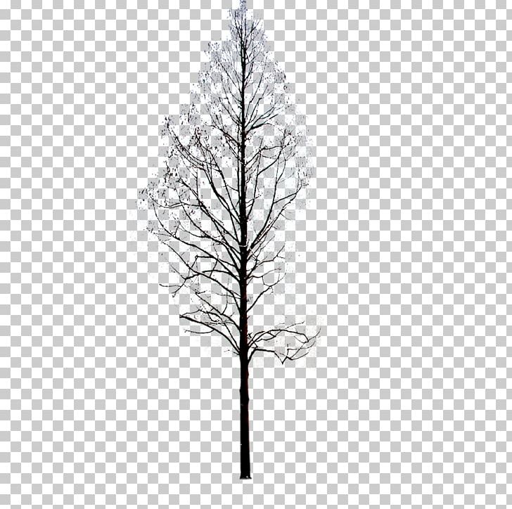 Twig Pine Black And White Symmetry Pattern PNG, Clipart, Black, Black And White, Branch, Christmas Tree, Coconut Tree Free PNG Download