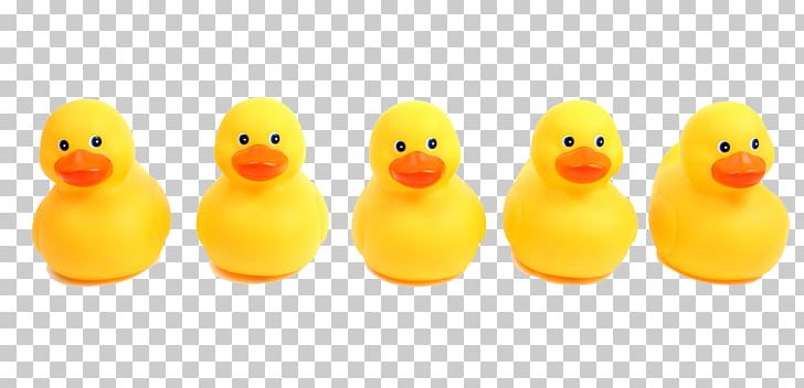 Domestic Duck Stock Photography PNG, Clipart, Beak, Bird, Domestic Duck, Duck, Ducks Geese And Swans Free PNG Download