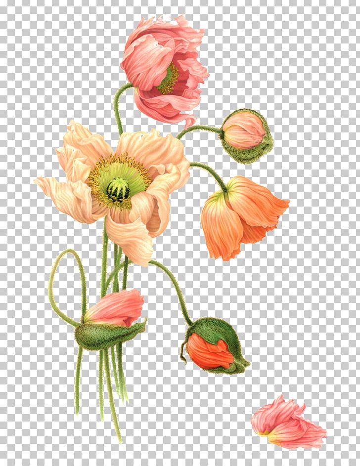 Flower Watercolor Painting Illustration PNG, Clipart, Art, Artist, Botanical Illustration, Botanical Illustrator, Botany Free PNG Download