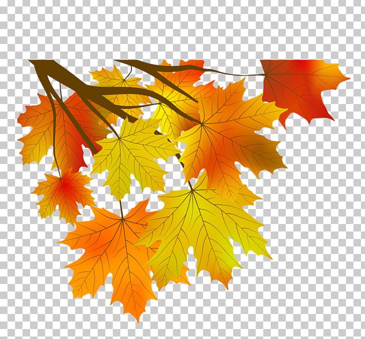 Maple Leaf Autumn PNG, Clipart, Abscission, Addition, Autumn, Encapsulated Postscript, Fern Free PNG Download