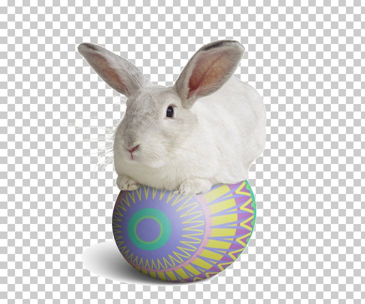 Domestic Rabbit Easter Bunny PNG, Clipart, Animals, Domestic Rabbit, Easter, Easter Bunny, Lapin Free PNG Download