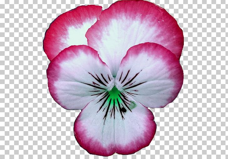 Pansy Crane's-bill Annual Plant Magenta Family PNG, Clipart,  Free PNG Download