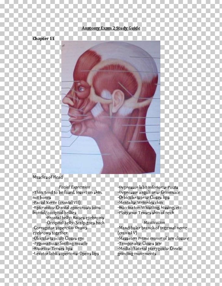Shoulder Muscle Homo Sapiens Ear Font PNG, Clipart, Ear, Face, Homo Sapiens, Human, Jaw Free PNG Download