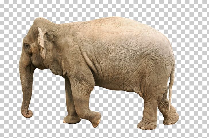 Elephants African Elephant Hippopotamus Animal Mammal PNG, Clipart,  Free PNG Download