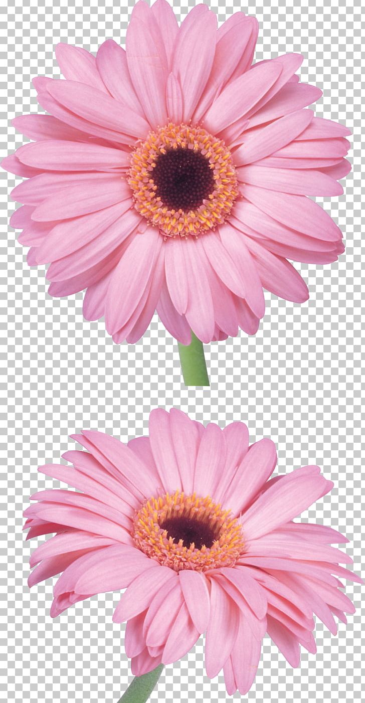 Flower Pink PNG, Clipart, Annual Plant, Aster, Chrysanths, Common Sunflower, Cut Flowers Free PNG Download