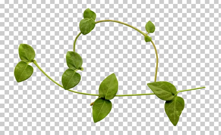 Leaf Vine PNG, Clipart, Branch, Computer Icons, Computer Network, Download, Herb Free PNG Download