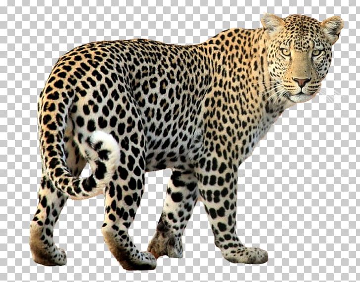 Leopard PNG, Clipart, Animal, Animals, Big Cats, Carnivoran, Cat Like Mammal Free PNG Download