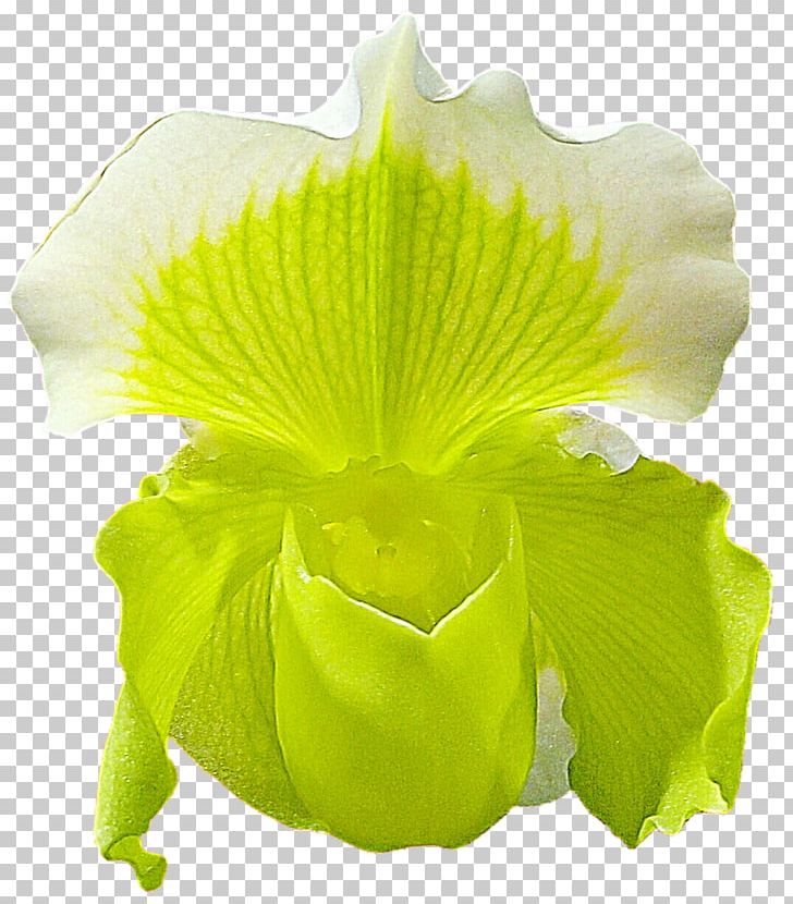 Petal Leaf PNG, Clipart, Flower, Green, Leaf, Petal, Plant Free PNG Download