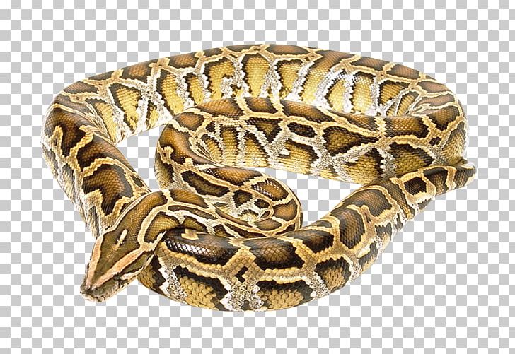 Snake Boa Constrictor PNG, Clipart, Anaconda, Animal, Animals, Animation, Bite Free PNG Download