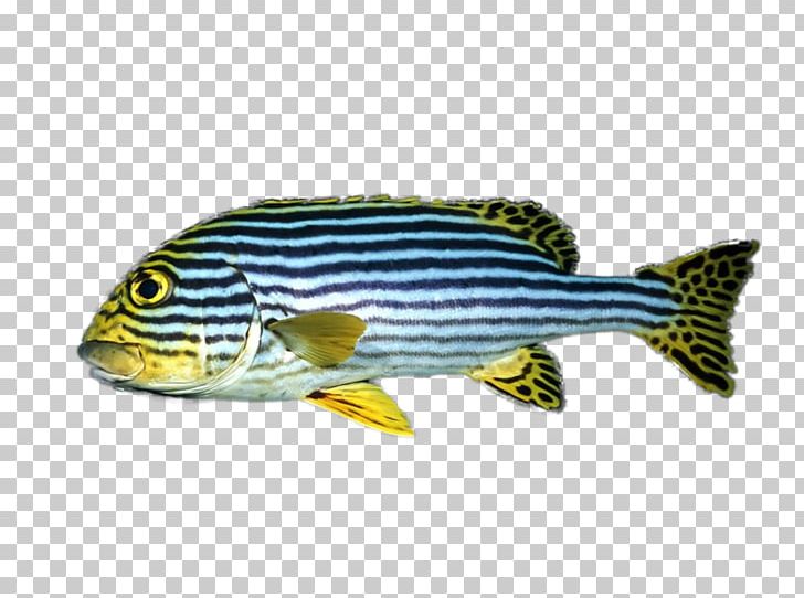 Fish Encapsulated PostScript PNG, Clipart, Animals, Encapsulated Postscript, Fauna, Fish, Lossless Free PNG Download